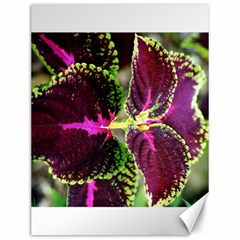 Plant Purple Green Leaves Garden Canvas 12  X 16   by Nexatart