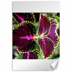 Plant Purple Green Leaves Garden Canvas 12  X 18   by Nexatart