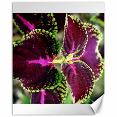 Plant Purple Green Leaves Garden Canvas 16  X 20   by Nexatart