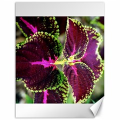 Plant Purple Green Leaves Garden Canvas 18  X 24   by Nexatart