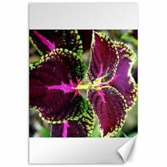 Plant Purple Green Leaves Garden Canvas 20  X 30   by Nexatart