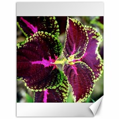 Plant Purple Green Leaves Garden Canvas 36  X 48   by Nexatart