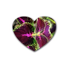 Plant Purple Green Leaves Garden Rubber Coaster (heart)  by Nexatart