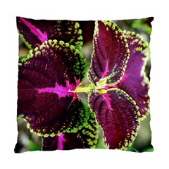 Plant Purple Green Leaves Garden Standard Cushion Case (one Side) by Nexatart