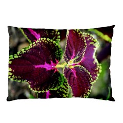 Plant Purple Green Leaves Garden Pillow Case by Nexatart