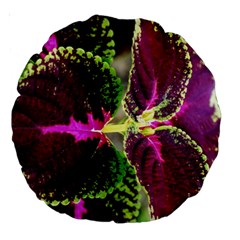 Plant Purple Green Leaves Garden Large 18  Premium Round Cushions by Nexatart