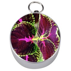 Plant Purple Green Leaves Garden Silver Compasses by Nexatart