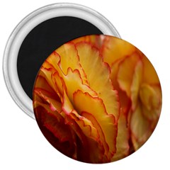 Flowers Leaves Leaf Floral Summer 3  Magnets by Nexatart