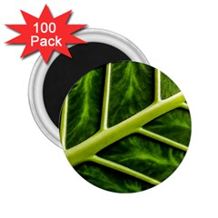 Leaf Dark Green 2 25  Magnets (100 Pack)  by Sapixe