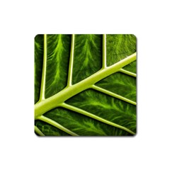 Leaf Dark Green Square Magnet