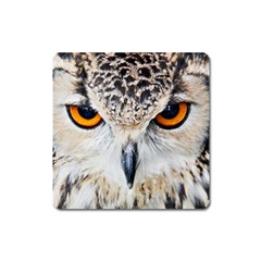 Owl Face Square Magnet