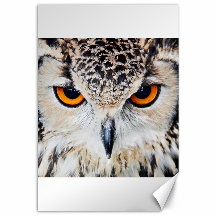 Owl Face Canvas 12  x 18  