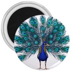 Peacock Bird Peacock Feathers 3  Magnets by Sapixe