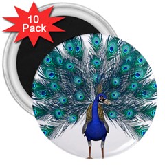 Peacock Bird Peacock Feathers 3  Magnets (10 Pack)  by Sapixe