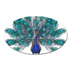 Peacock Bird Peacock Feathers Oval Magnet by Sapixe