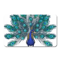 Peacock Bird Peacock Feathers Magnet (rectangular) by Sapixe