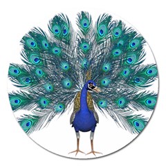 Peacock Bird Peacock Feathers Magnet 5  (round) by Sapixe