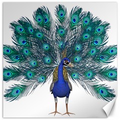 Peacock Bird Peacock Feathers Canvas 12  X 12   by Sapixe