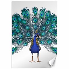 Peacock Bird Peacock Feathers Canvas 24  X 36  by Sapixe