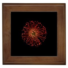 Red Flower Blooming In The Dark Framed Tiles by Sapixe