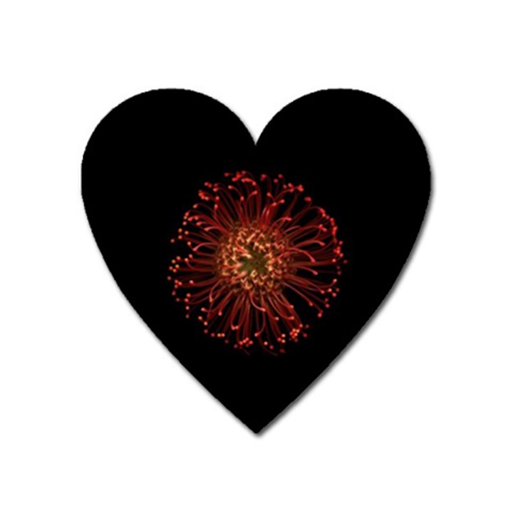 Red Flower Blooming In The Dark Heart Magnet