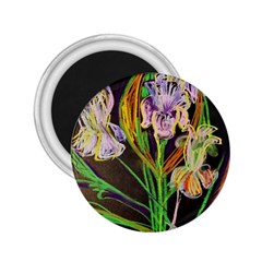 Dscf1378 - Irises On The Black 2 25  Magnets by bestdesignintheworld