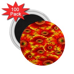 Gerbera Flowers Nature Plant 2 25  Magnets (100 Pack)  by Sapixe