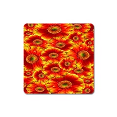 Gerbera Flowers Nature Plant Square Magnet by Sapixe