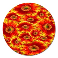 Gerbera Flowers Nature Plant Magnet 5  (round) by Sapixe