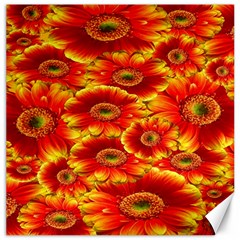 Gerbera Flowers Nature Plant Canvas 12  X 12   by Sapixe