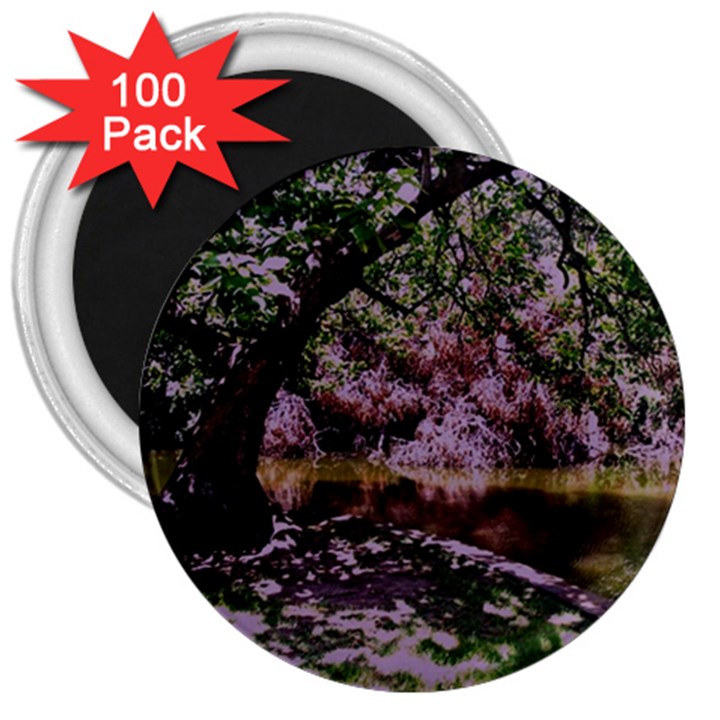 Old Tree 6 3  Magnets (100 pack)