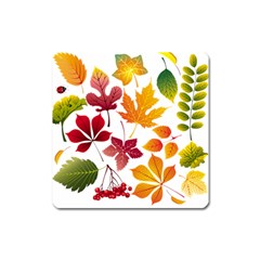 Beautiful Autumn Leaves Vector Square Magnet by Nexatart