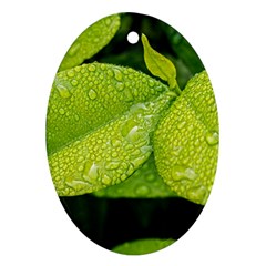 Leaf Green Foliage Green Leaves Ornament (oval) by Simbadda