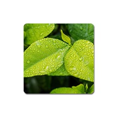 Leaf Green Foliage Green Leaves Square Magnet by Simbadda