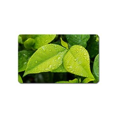 Leaf Green Foliage Green Leaves Magnet (name Card) by Simbadda