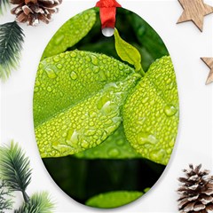 Leaf Green Foliage Green Leaves Oval Ornament (two Sides) by Simbadda