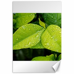 Leaf Green Foliage Green Leaves Canvas 12  X 18   by Simbadda