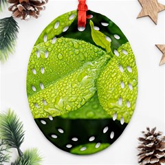 Leaf Green Foliage Green Leaves Oval Filigree Ornament (two Sides) by Simbadda