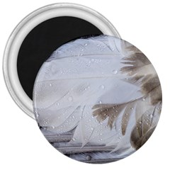 Feather Brown Gray White Natural Photography Elegant 3  Magnets by yoursparklingshop