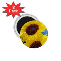 Sunflower Floral Yellow Blue Sky Flowers Photography 1 75  Magnets (10 Pack)  by yoursparklingshop