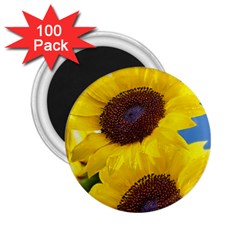 Sunflower Floral Yellow Blue Sky Flowers Photography 2 25  Magnets (100 Pack)  by yoursparklingshop