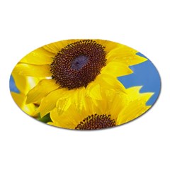 Sunflower Floral Yellow Blue Sky Flowers Photography Oval Magnet by yoursparklingshop