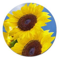 Sunflower Floral Yellow Blue Sky Flowers Photography Magnet 5  (round) by yoursparklingshop