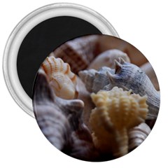 Seashells 3  Magnets by StarvingArtisan