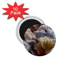 Seashells 1 75  Magnets (10 Pack)  by StarvingArtisan