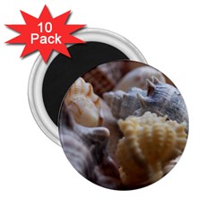 Seashells 2 25  Magnets (10 Pack)  by StarvingArtisan