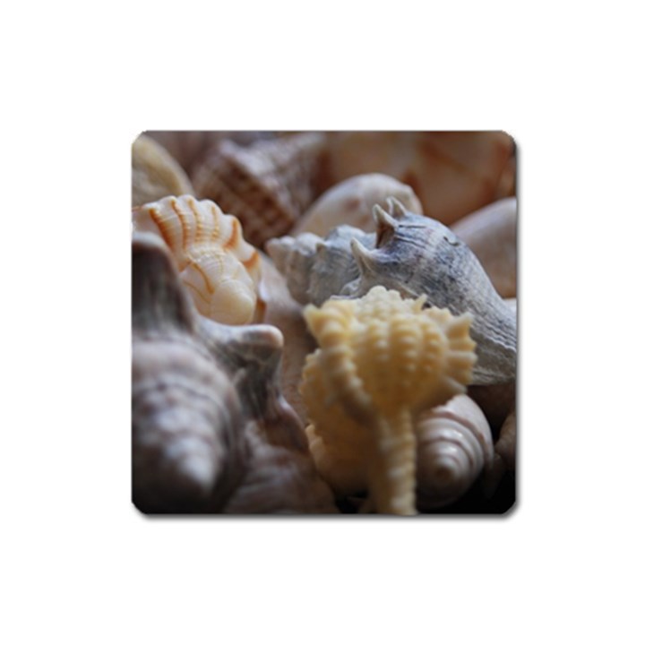 Seashells Square Magnet