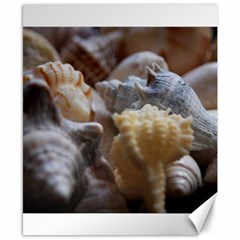 Seashells Canvas 8  X 10  by StarvingArtisan