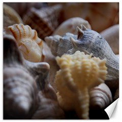 Seashells Canvas 12  X 12   by StarvingArtisan