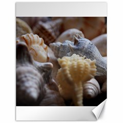 Seashells Canvas 18  X 24   by StarvingArtisan